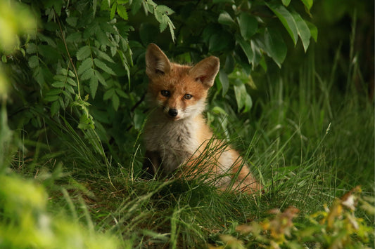 Tiere beim Abenteuer